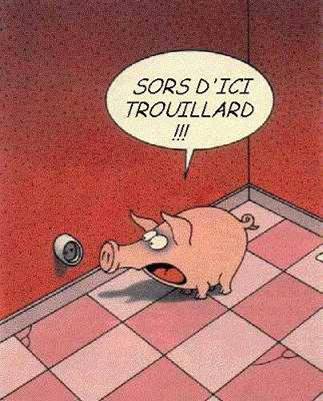 cochon